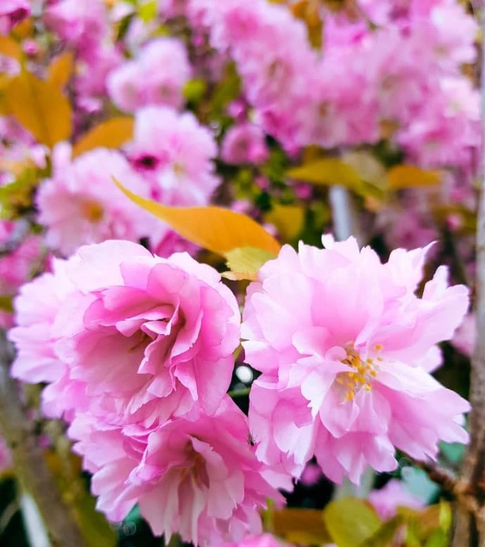 Double Pink Flowering Cherry Tree Live Plant – Ornamental Blossom Tree 6-12" Tall in 2.5" Pot – Outdoor Deciduous - Image 6