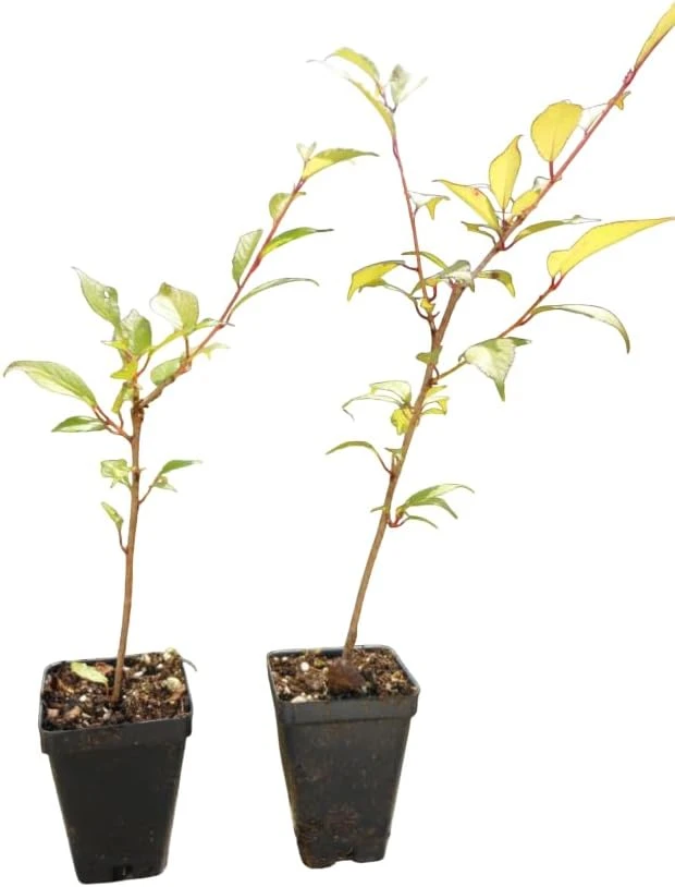 Double Pink Flowering Cherry Tree Live Plant – Ornamental Blossom Tree 6-12" Tall in 2.5" Pot – Outdoor Deciduous - Image 7