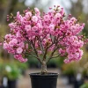 Double Pink Flowering Cherry Tree Live Plant – Ornamental Blossom, 6-12" Tall - Image 1