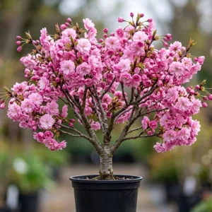 Double Pink Flowering Cherry Tree Live Plant – Ornamental Blossom, 6-12