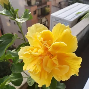Double Yellow Hibiscus Live Plant, 6in Tall Tropical Flowering Shrub - Image 2