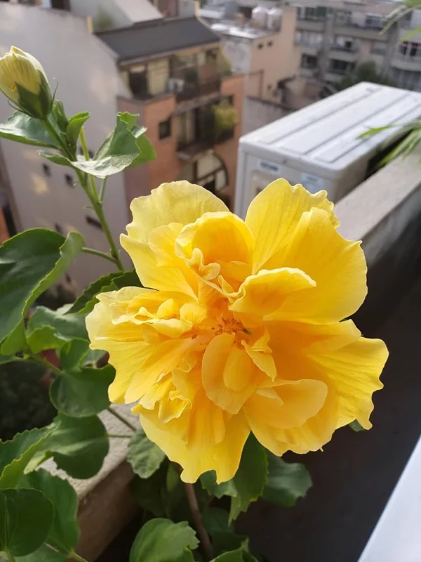 Double Yellow Hibiscus Live Plant, 6in Tall Tropical Flowering Shrub - Image 2
