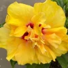 Double Yellow Hibiscus Live Plant, 6in Tall Tropical Flowering Shrub - Image 1