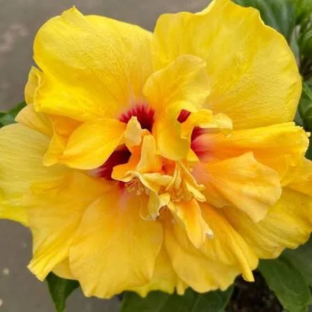Double Yellow Hibiscus Live Plant, 6in Tall Tropical Flowering Shrub - Image 1