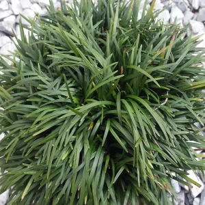 Dwarf Mondo Grass Live Plant – Set of 2, 4-inch Pots – Outdoor Groundcover - Image 2