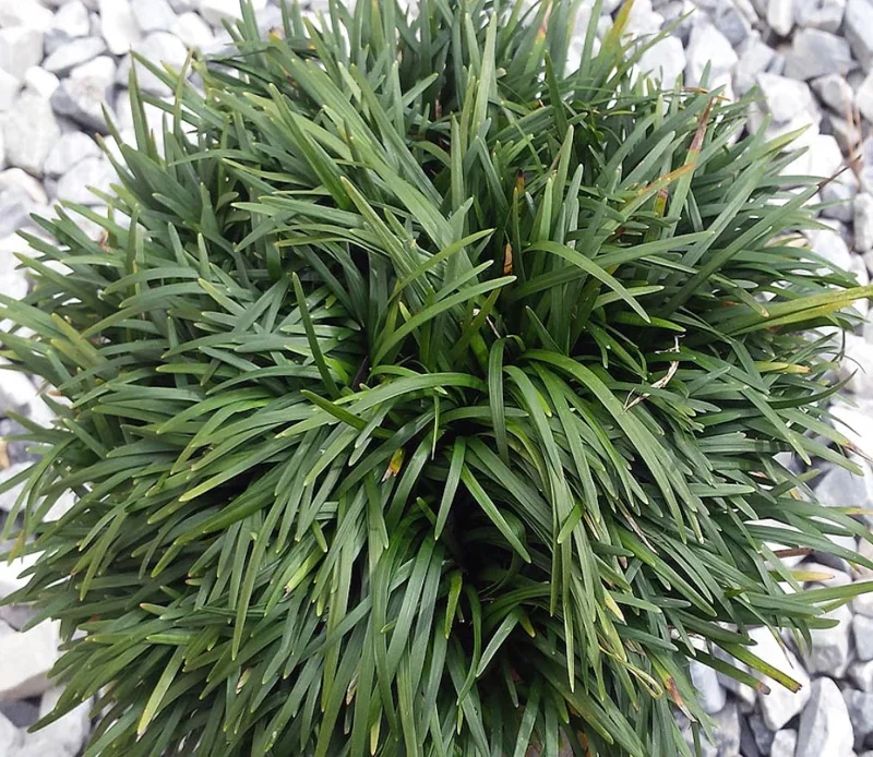 Dwarf Mondo Grass Live Plant – Set of 2, 4-inch Pots – Outdoor Groundcover - Image 2