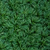 Dwarf Mondo Grass Live Plant – Set of 2, 4-inch Pots – Outdoor Groundcover - Image 1