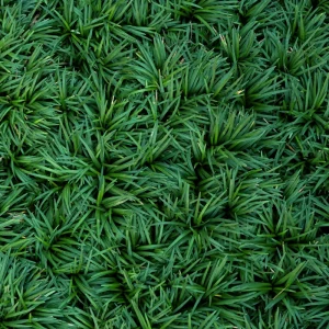 Dwarf Mondo Grass Live Plant – Set of 2, 4-inch Pots – Outdoor Groundcover - Image 1