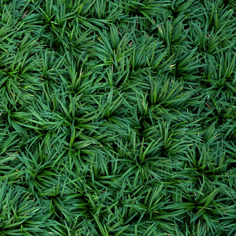Dwarf Mondo Grass Live Plant – Set of 2, 4-inch Pots – Outdoor Groundcover - Image 1