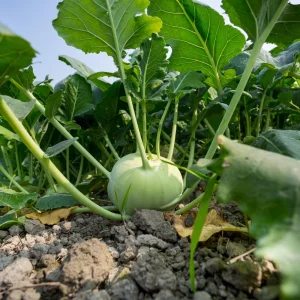 Early White Vienna Kohlrabi Seeds - Heirloom German Turnip Cabbage - Easy to Grow Vegetable - 30 Seeds - Image 10