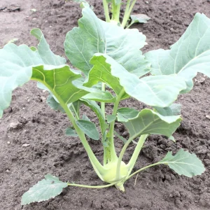 Early White Vienna Kohlrabi Seeds - Heirloom German Turnip Cabbage - Easy to Grow Vegetable - 30 Seeds - Image 14