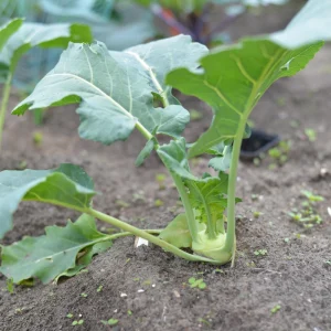 Early White Vienna Kohlrabi Seeds - Heirloom German Turnip Cabbage - Easy to Grow Vegetable - 30 Seeds - Image 15