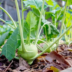 Early White Vienna Kohlrabi Seeds - Heirloom German Turnip Cabbage - Easy to Grow Vegetable - 30 Seeds - Image 18
