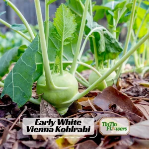 Early White Vienna Kohlrabi Seeds - Heirloom German Turnip Cabbage - Easy to Grow Vegetable - 30 Seeds - Image 1