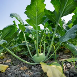 Early White Vienna Kohlrabi Seeds - Heirloom German Turnip Cabbage - Easy to Grow Vegetable - 30 Seeds - Image 7