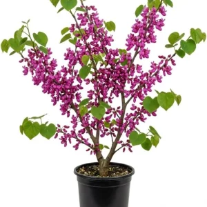 Eastern Redbud Tree Live Plant - 6-16 Inch Tall, Quart Pot - Outdoor Ornamental Shrub - Image 1