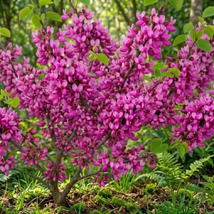 Eastern Redbud Tree Live Plant - 6-16 Inch Tall, Quart Pot - Outdoor Ornamental Shrub - Image 5