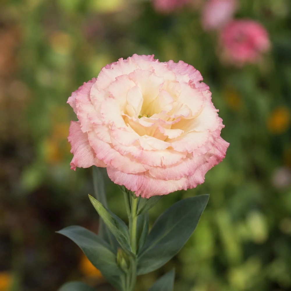 Echo Champagne Lisianthus Seeds - 20 Seeds - Double Rose-Like Blooms - Image 2