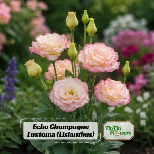Echo Champagne Lisianthus Seeds - 20 Seeds - Double Rose-Like Blooms - Image 1