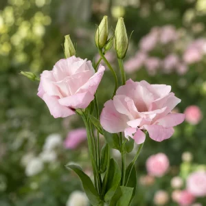 Echo Pink Lisianthus Seeds - Eustoma grandiflorum - Double Pink Rose-Like Blooms - 20 Seeds - Image 11