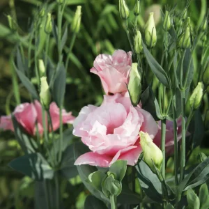 Echo Pink Lisianthus Seeds - Eustoma grandiflorum - Double Pink Rose-Like Blooms - 20 Seeds - Image 12