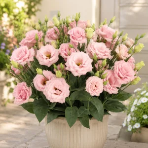 Echo Pink Lisianthus Seeds - Eustoma grandiflorum - Double Pink Rose-Like Blooms - 20 Seeds - Image 2