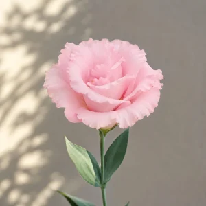 Echo Pink Lisianthus Seeds - Eustoma grandiflorum - Double Pink Rose-Like Blooms - 20 Seeds - Image 3