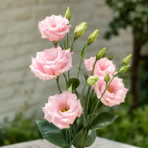 Echo Pink Lisianthus Seeds - Eustoma grandiflorum - Double Pink Rose-Like Blooms - 20 Seeds - Image 5
