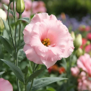 Echo Pink Lisianthus Seeds - Eustoma grandiflorum - Double Pink Rose-Like Blooms - 20 Seeds - Image 6