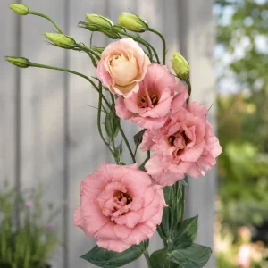 Echo Pink Lisianthus Seeds - Eustoma grandiflorum - Double Pink Rose-Like Blooms - 20 Seeds - Image 8