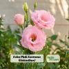 Echo Pink Lisianthus Seeds - Eustoma grandiflorum - Double Pink Rose-Like Blooms - 20 Seeds - Image 1