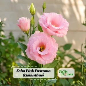 Echo Pink Lisianthus Seeds - Eustoma grandiflorum - Double Pink Rose-Like Blooms - 20 Seeds - Image 1