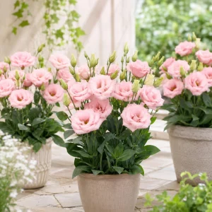 Echo Pink Lisianthus Seeds - Eustoma grandiflorum - Double Pink Rose-Like Blooms - 20 Seeds - Image 9