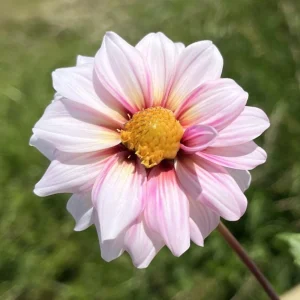 Edge of Joy Dahlia Seeds - Pink & White Bicolor Blooms - Ornamental Cut Flower - 40+ Seeds - Image 10