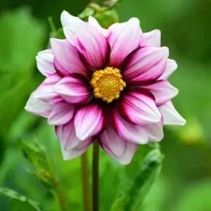 Edge of Joy Dahlia Seeds - Pink & White Bicolor Blooms - Ornamental Cut Flower - 40+ Seeds - Image 11