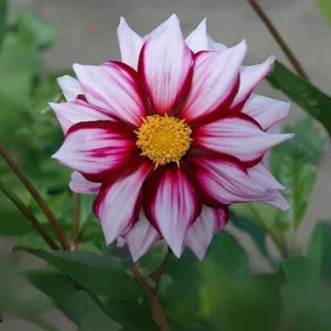Edge of Joy Dahlia Seeds - Pink & White Bicolor Blooms - Ornamental Cut Flower - 40+ Seeds - Image 12