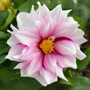 Edge of Joy Dahlia Seeds - Pink & White Bicolor Blooms - Ornamental Cut Flower - 40+ Seeds - Image 13