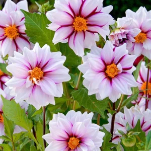 Edge of Joy Dahlia Seeds - Pink & White Bicolor Blooms - Ornamental Cut Flower - 40+ Seeds - Image 14