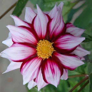 Edge of Joy Dahlia Seeds - Pink & White Bicolor Blooms - Ornamental Cut Flower - 40+ Seeds - Image 15
