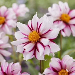 Edge of Joy Dahlia Seeds - Pink & White Bicolor Blooms - Ornamental Cut Flower - 40+ Seeds - Image 16
