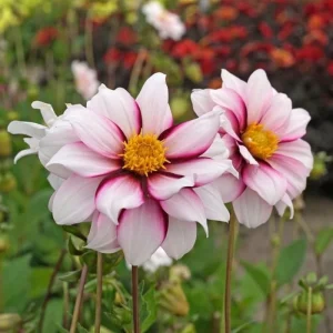Edge of Joy Dahlia Seeds - Pink & White Bicolor Blooms - Ornamental Cut Flower - 40+ Seeds - Image 2