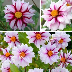 Edge of Joy Dahlia Seeds - Pink & White Bicolor Blooms - Ornamental Cut Flower - 40+ Seeds - Image 3