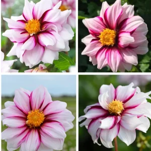 Edge of Joy Dahlia Seeds - Pink & White Bicolor Blooms - Ornamental Cut Flower - 40+ Seeds - Image 4