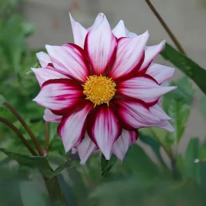 Edge of Joy Dahlia Seeds - Pink & White Bicolor Blooms - Ornamental Cut Flower - 40+ Seeds - Image 5