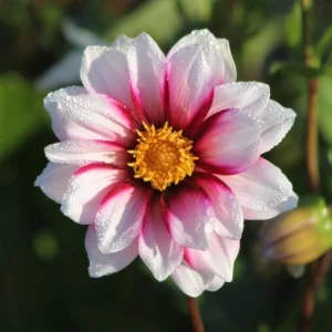 Edge of Joy Dahlia Seeds - Pink & White Bicolor Blooms - Ornamental Cut Flower - 40+ Seeds - Image 6