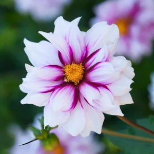 Edge of Joy Dahlia Seeds - Pink & White Bicolor Blooms - Ornamental Cut Flower - 40+ Seeds - Image 7