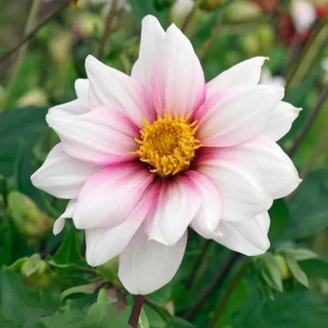 Edge of Joy Dahlia Seeds - Pink & White Bicolor Blooms - Ornamental Cut Flower - 40+ Seeds - Image 8