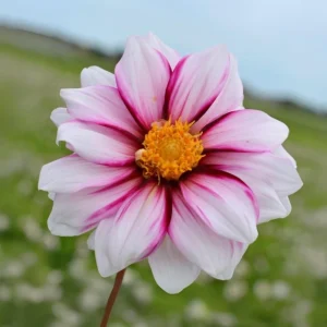 Edge of Joy Dahlia Seeds - Pink & White Bicolor Blooms - Ornamental Cut Flower - 40+ Seeds - Image 9