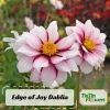 Edge of Joy Dahlia Seeds - Pink & White Bicolor Blooms - Ornamental Cut Flower - 40+ Seeds - Image 1