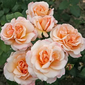 Eleganza Rose Seeds - Perennial Flower Mix - 30 Seeds - Outdoor Planting - Image 2